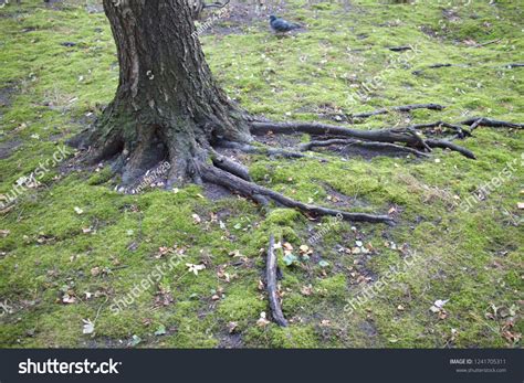 Nude Tree Roots Forest Foto Stock 1241705311 Shutterstock