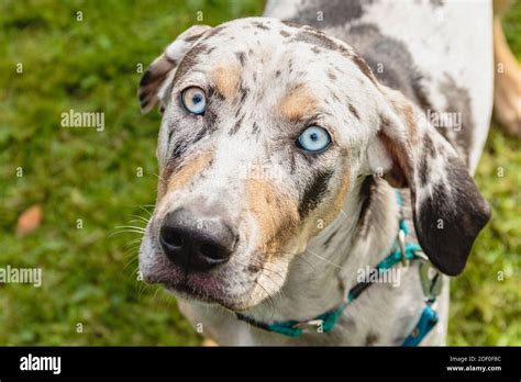 Catahoula Leopard Dog watching with deep blue eyes Stock Photo - Alamy