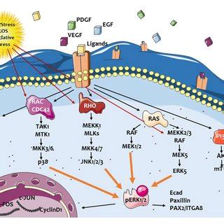 Mitogen-activated protein kinase (MAPK) cascades in activated ... 