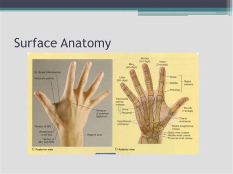 Ppt Hand And Wrist Joint Powerpoint Presentation Id2311245