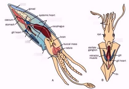 Cuttlefish Diagram