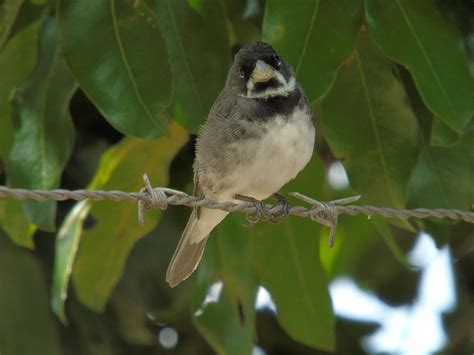 Foto Coleirinho Sporophila Caerulescens Por Alexandre In Cio Wiki