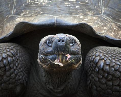 Closeup Head On Portrait Of A Wild Galapagos Tortoise Chelonoidis Nigra