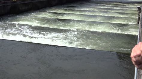 Salmon Fish Ladder At The Bonneville Dam And Salmon Swimming Up The