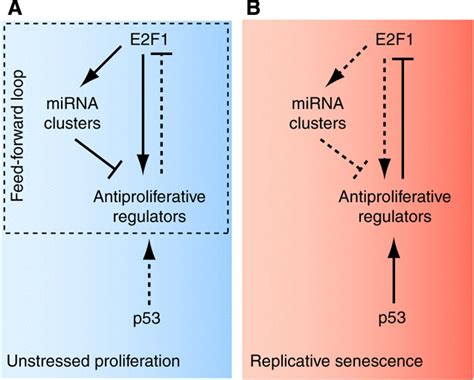 In unstressed proliferating cells, p53 is inactive, whereas E2F1 ... 