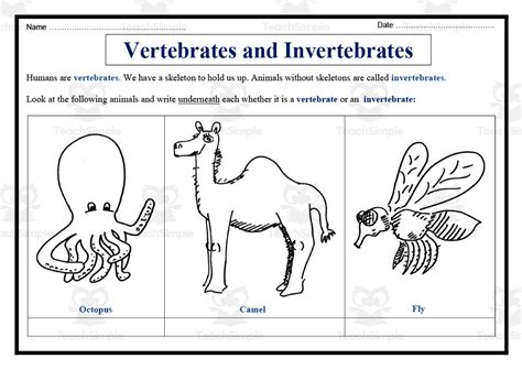 Vertebrates And Invertebrates Worksheet By Teach Simple