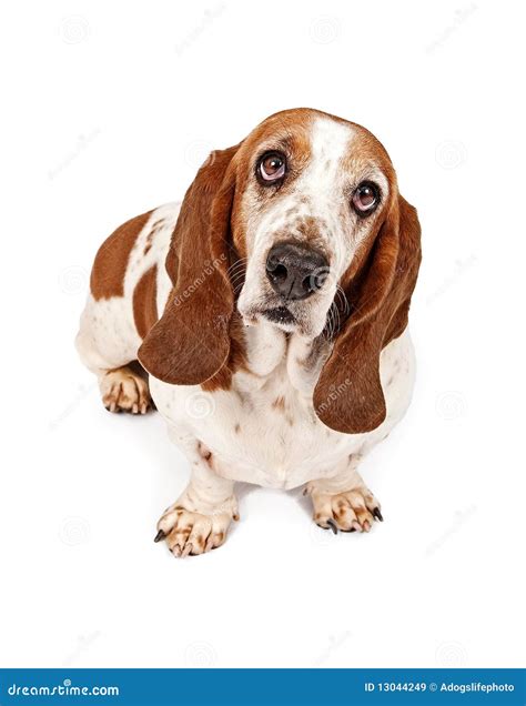 Basset Hound With Sad Eyes Stock Image Image Of White 13044249