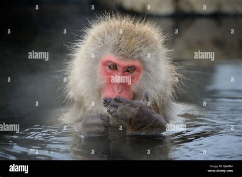 Snow Monkey Bathing In Hot Spring In Winter Location Is Jigokudani In Japan Stock Photo Alamy