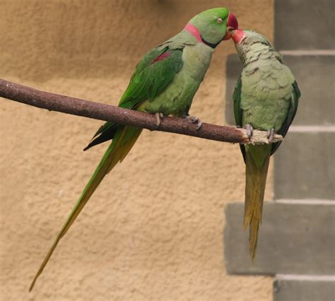 Parakeet Bird - Angelic Hugs