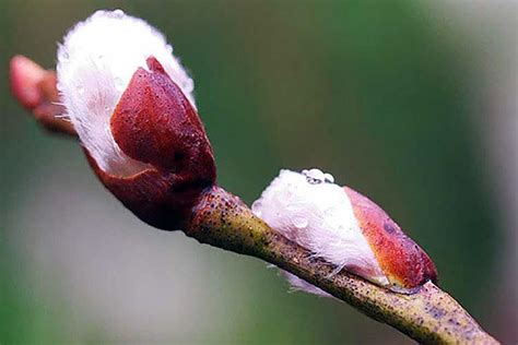 Pussy Willow Tree Caring For The Pussy Willow Epic Gardening