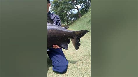 Pesqueiro Com Peixes Gigantes E Saudáveis Só Briga Insana Pesca Pesqueiro Pescaesportiva