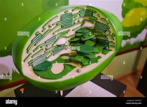 26 July 2022 Munster Germany Model And Layout Of Chloroplasts In A