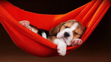 Cute Sleeping Puppy Wallpapers - Wallpaper Cave