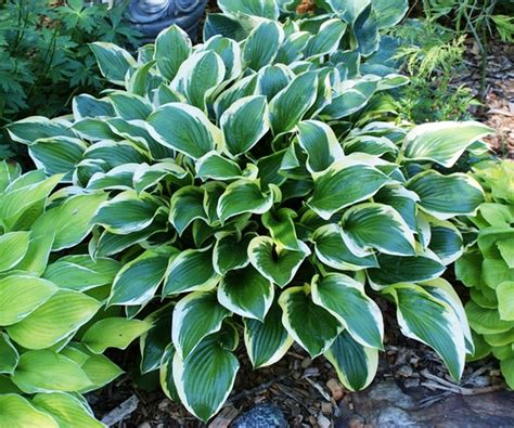 Hosta „Queen Josephine“ - Rasadnik Novi Sad - Yuflor