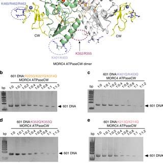 Mapping The Dna Binding Site Of The Atpasecw Cassette Of Morc A A