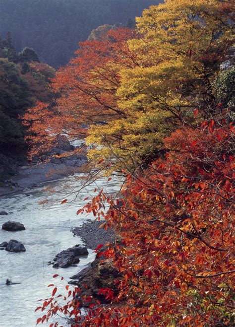 无人竖图室外白天正面旅游度假河流石头美景秋季森林树林水植物叶子东京日本亚洲阴影光线石子影子河水