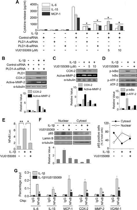 Pld Activity Is Required For Il Induced Expression Of