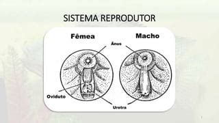 Sistema Reprodutor Dos Peixes - fecundação dos peixes.pptx