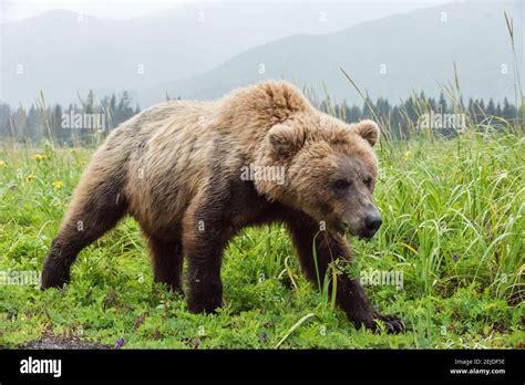 grizzly bear habitat  res stock photography  images alamy