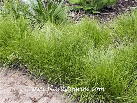 Rosy Sedge Carex Rosea Plants To Grow Plants Database By Paul S Drobot