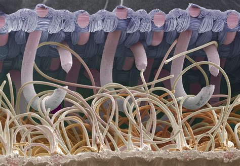 The Invention of Velcro