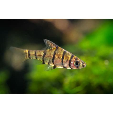 8 Banded Glass Barb Hollywood Fish Farm Online