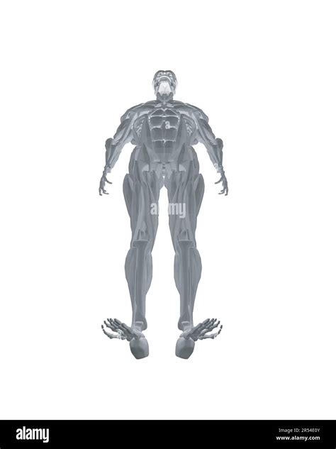 Anatomie Humaine Mod Le De Syst Me Musculaire De Corps Masculin