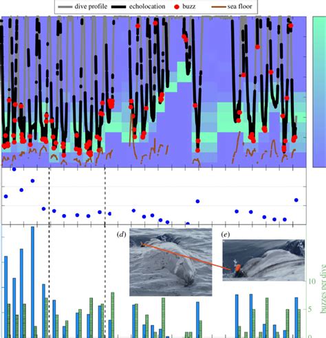 Diving and echolocation behaviour of the sperm whale during the 22 h ...