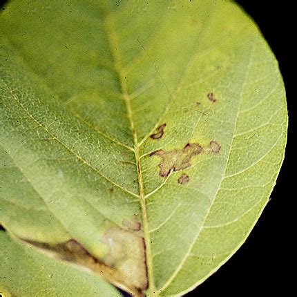 Bacterial Leaf Spot Soybean Plantsdb