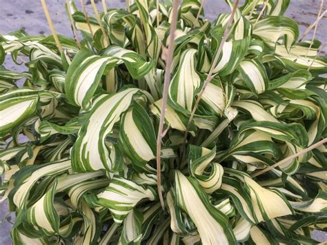 Twisted Spearmint - Heemskerk Perennials