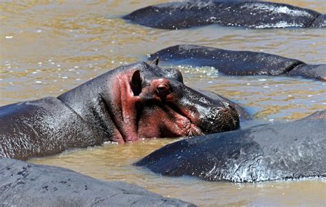 Premium Photo | African hippo in their natural habitat. kenya. africa.