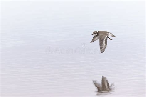 A Common Ringed Plover In Flight During Fall Migration On The Beach