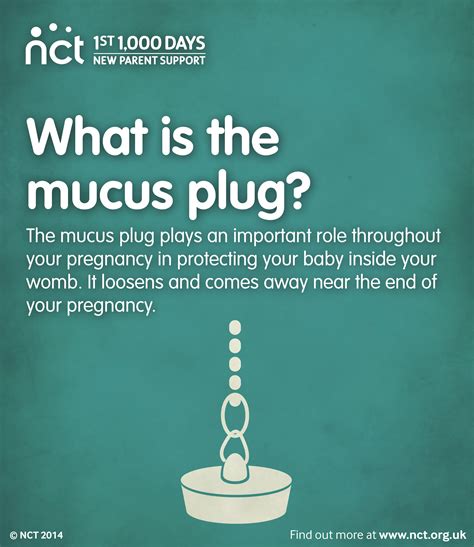 Mucus plug pregnancy images - polkmotors