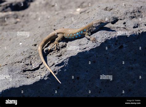 Atlantic Lizard Gallotia Atlantica Hi Res Stock Photography And Images