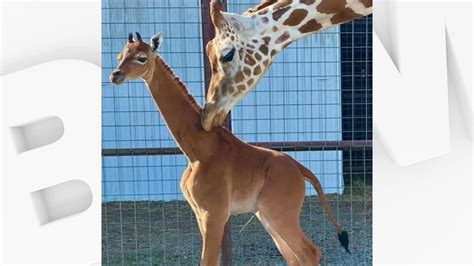 Une girafe naît sans tache dans un zoo aux États Unis un cas très rare