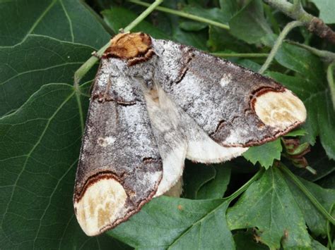 Prominent moths – Identification, Life Cycle, Facts & Pictures