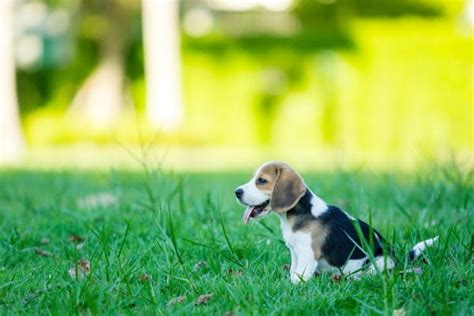 28 Great Ways To Keep Your Dog Happy Savory Prime Pet Treats