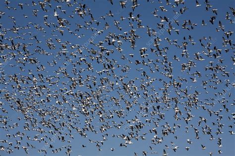 Snow geese flock - Stock Image - C023/0413 - Science Photo Library