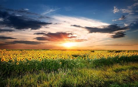 Premium Photo | Field of yellow blossoming sunflowers at sunrise