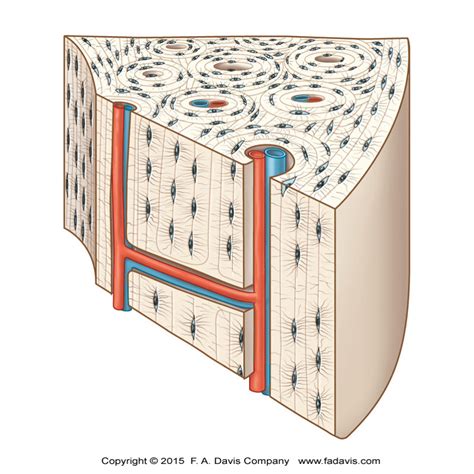 Compact bone Diagram | Quizlet