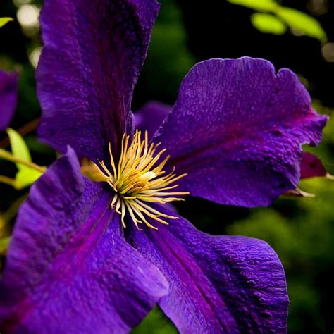 Buy Clematis Group 3 Clematis Jackmanii Superba Delivery By