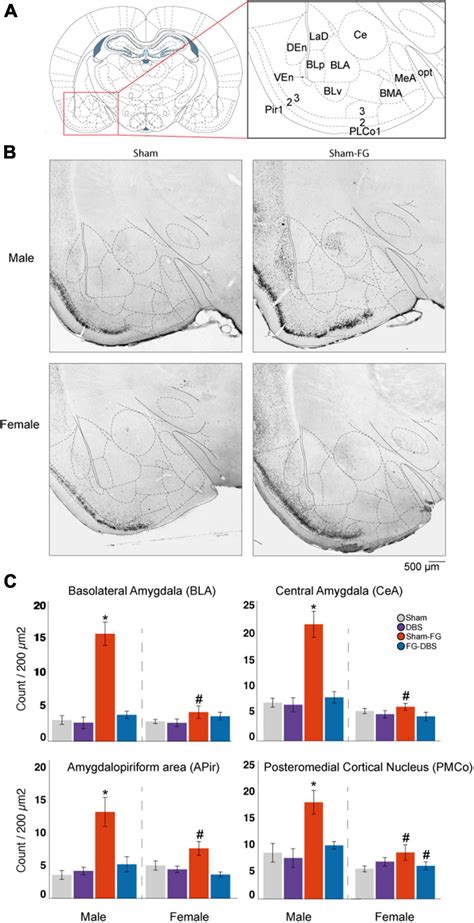 Frontiers Sex Differences In Amygdalohippocampal Oscillations And