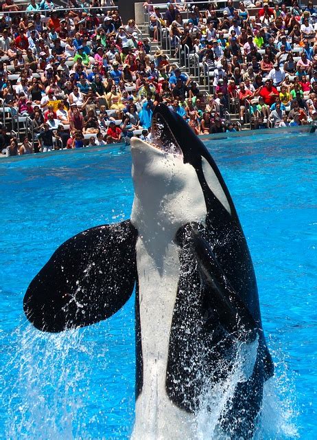 Report: Seaworld's whales have same life span as wild killer whales