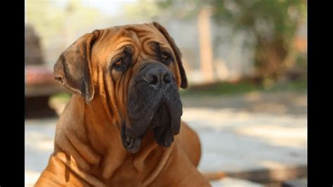 Boerboel Breed Info And Guide World Dog Finder