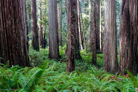 Adopt a Redwood - 10,000 Redwoods