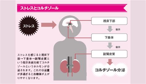 あなたの血糖値が高い理由はストレスが原因？腸内細菌を悪化させる理由とは！？【糖質の話】 ラブすぽ