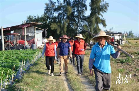 吴川农业生产托管：土地进了“托儿所”农民甩手当“掌柜” 房产资讯 房天下