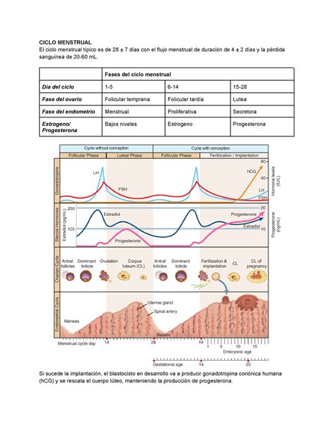 Ginecolog A Tercer Parcial Ciclo Menstrual El Ciclo Menstrual T Pico