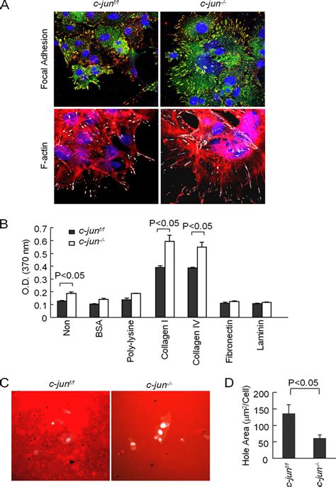 C Jun Reduces Mammary Epithelial Cell Adhesion And Enhances Download Scientific Diagram