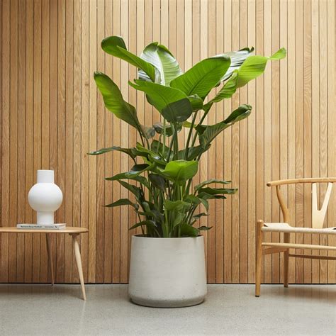 Clay Pot | Plant Pots Online London | Patch